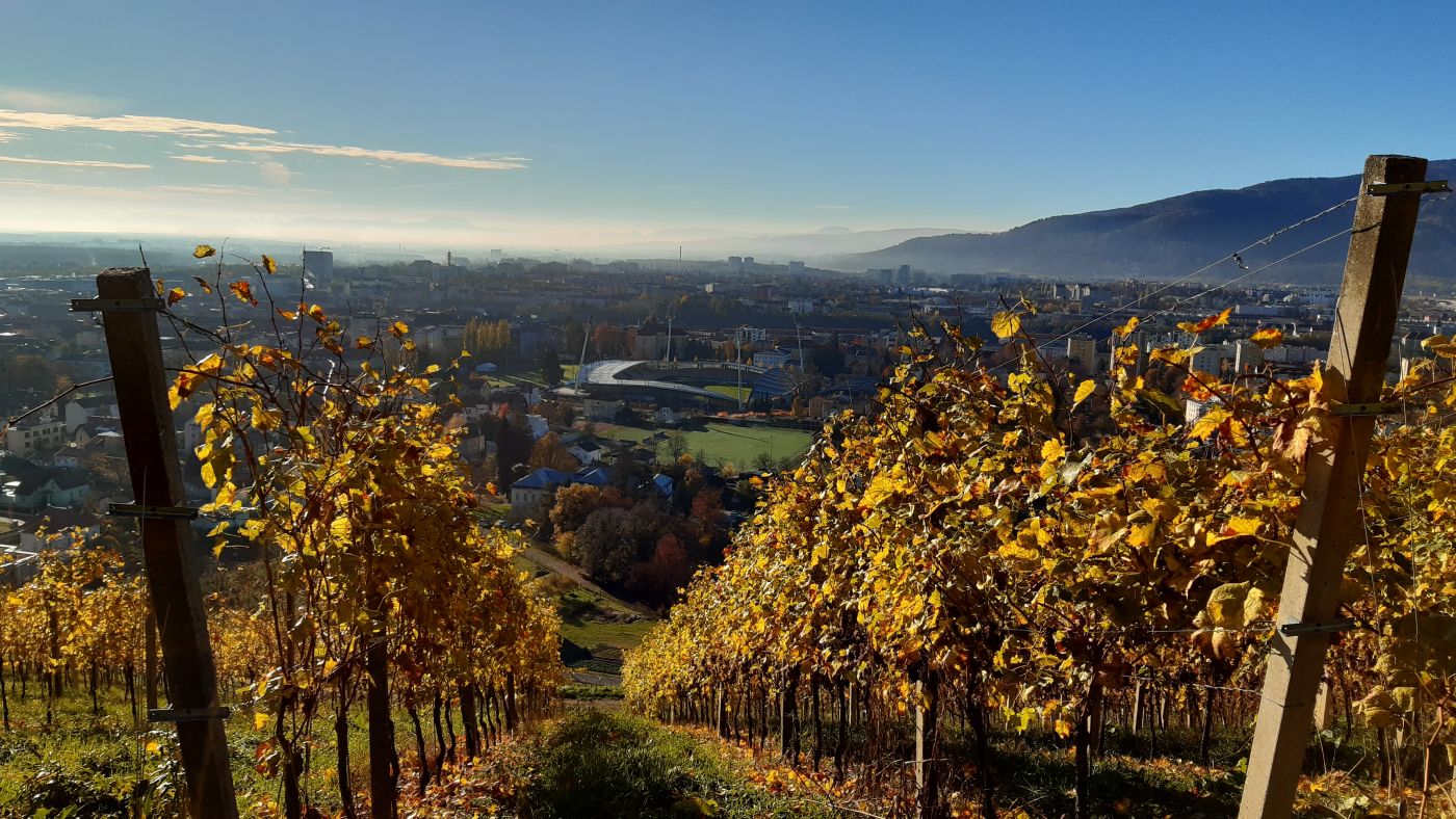 Weinberge auf Kalvarija